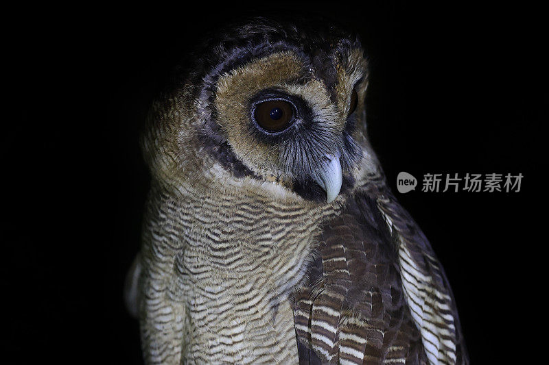 夜行鸟剪影:成年褐林鸮(Strix leptogrammica)